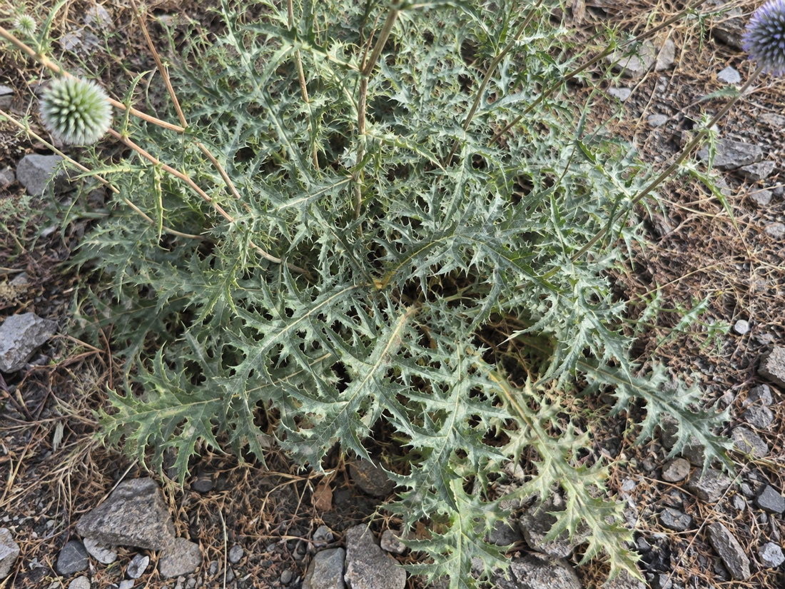 معرفی و نگهداری خارگوی شرقی (خار توپی)